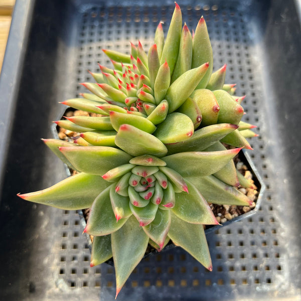 Echeveria Agavoides sp. Crested 3" Succulent Plant