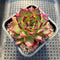 Echeveria Agavoides 'Sarabony' Superclone 2" Succulent Plant