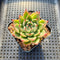 Echeveria 'Shakino' 2" Succulent Plant