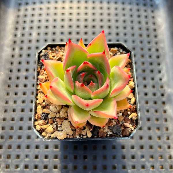 Echeveria 'Shakino' 2" Succulent Plant