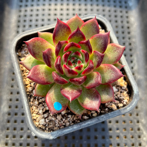 Echeveria Agavoides 'Sarabony' Superclone 2" Succulent Plant