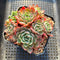 Echeveria 'Nanahukumini' 3"-4" Succulent Plant