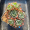 Echeveria 'Nanahukumini' 3"-4" Succulent Plant