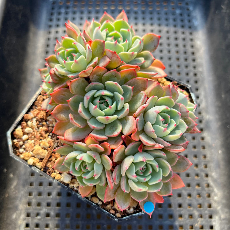 Echeveria 'Nanahukumini' 3"-4" Succulent Plant