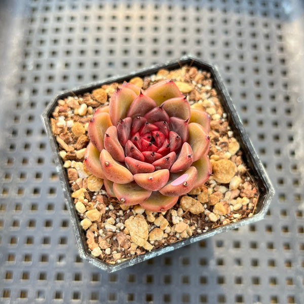 Echeveria 'Cindy' 2" Succulent Plant