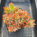 Echeveria 'Luella' Crested 3" Succulent Plant