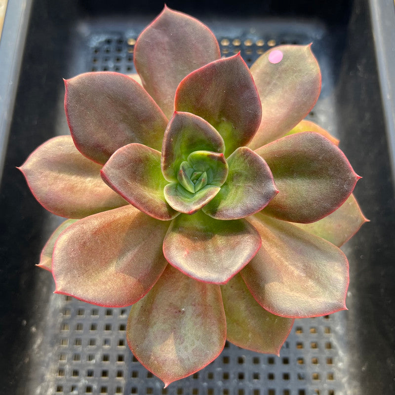 Echeveria 'Blue Metal' Non-Variegated 5" Large Succulent Plant