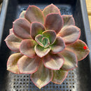 Echeveria 'Blue Metal' Non-Variegated 5" Large Succulent Plant