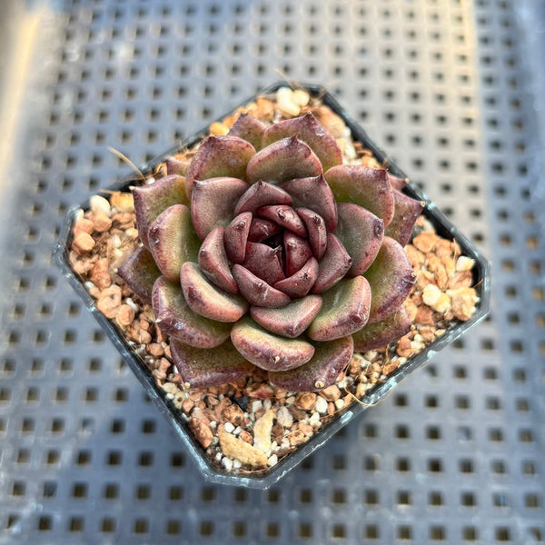 Echeveria 'Magenta' 2" Succulent Plant