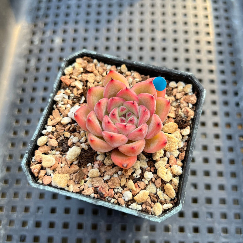 Echeveria sp. 2" Succulent Plant