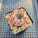 Echeveria 'Jackal' 2" Succulent Plant