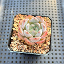 Echeveria 'Purity' 1"-2" Succulent Plant