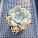 Graptoveria 'Bubble Bomb' 2" Succulent Plant