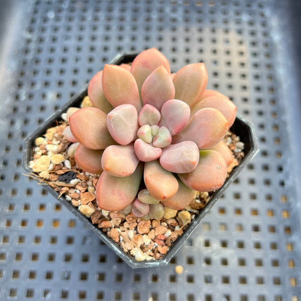 Graptopetalum 'Polari Heart' 2” Succulent Plant