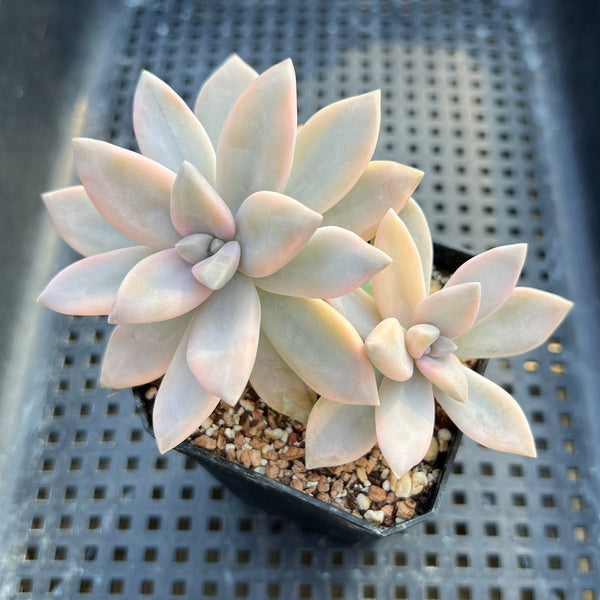 Graptopetalum 'Paraguayensis Awayuki' 2" Succulent Plant