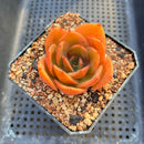 Echeveria 'Jupiter' 2" Succulent Plant