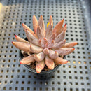 Echeveria Unguiculata 1" Succulent Plant