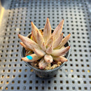 Echeveria Unguiculata 1" Succulent Plant