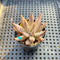 Echeveria Unguiculata 1" Succulent Plant