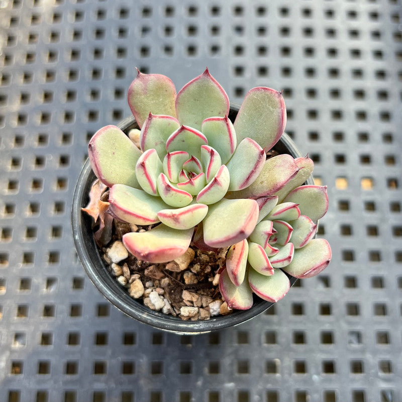 Echeveria 'Wiz Beauty' 1" Succulent Plant