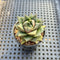 Echeveria Purposorum 1" Seed Grown Succulent Plant