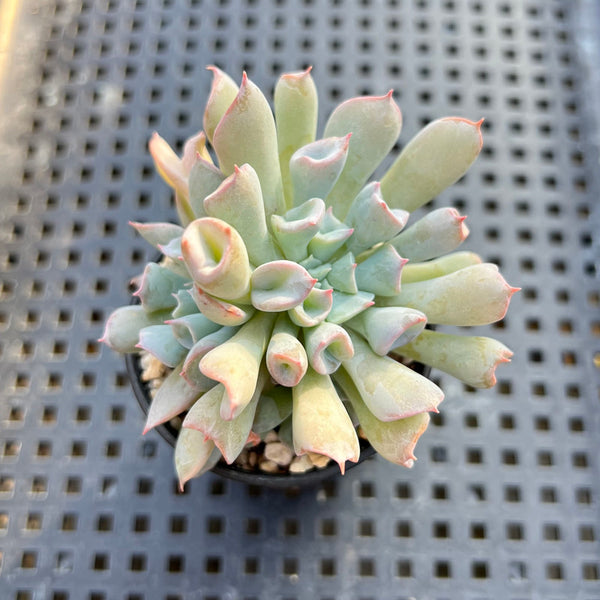 Echeveria 'Pignose' 1" Succulent Plant