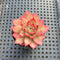 Echeveria sp. 1" Succulent Plant