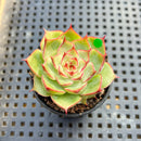 Echeveria 'Kakao Tips' 2" Succulent Plant