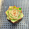 Echeveria 'Kakao Tips' 2" Succulent Plant