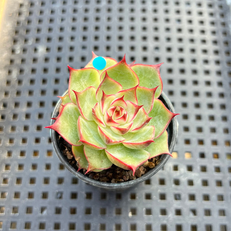 Echeveria 'Kakao Tips' 2" Succulent Plant