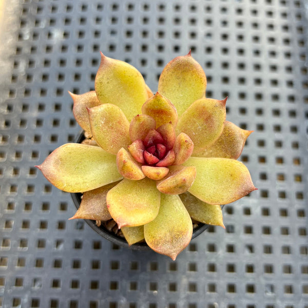 Echeveria ‘Chocolate Mousse’ 2” Succulent Plant