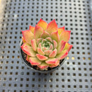 Echeveria sp. 1" Succulent Plant