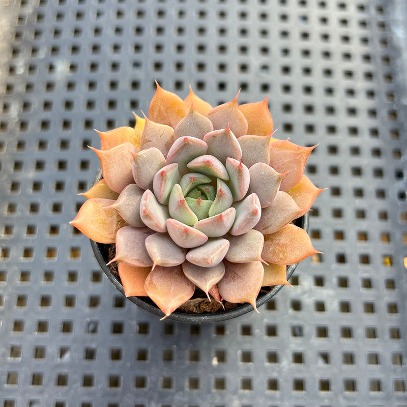 Echeveria 'Amber Rose' 2” Succulent Plant