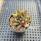 Echeveria Purposorum 1" Seed Grown Succulent Plant