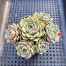 Echeveria 'Ben Badis' 2" Succulent Plant