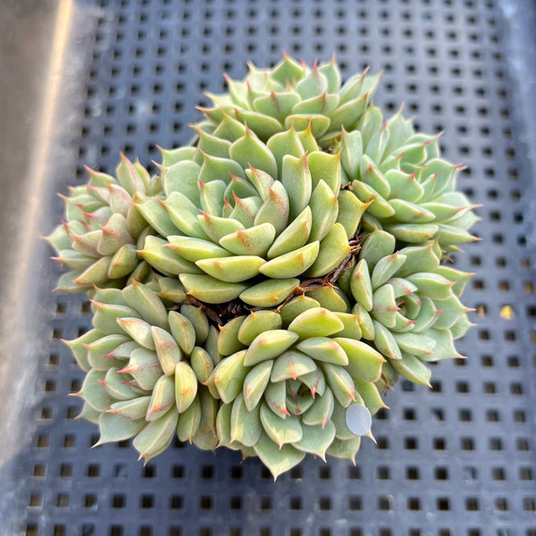 Echeveria 'Ben Badis' 2" Succulent Plant