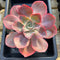 Echeveria 'Heart Throb' 6"-7" Extra Large Succulent Plant