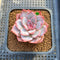 Echeveria 'Pink Touch' 2" New Hybrid Succulent Plant Cutting