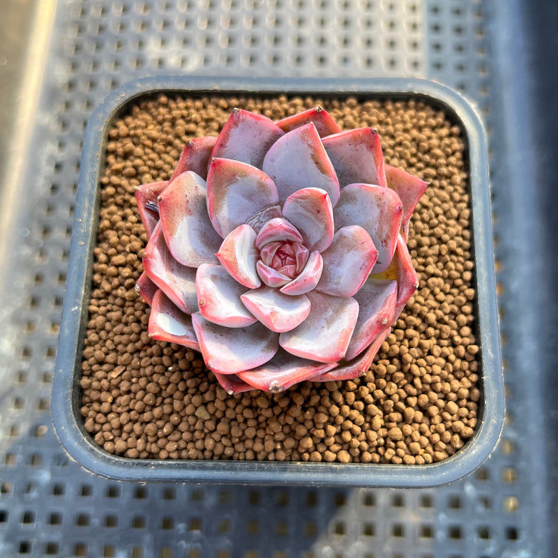 Echeveria 'Pink Touch' 2" New Hybrid Succulent Plant Cutting