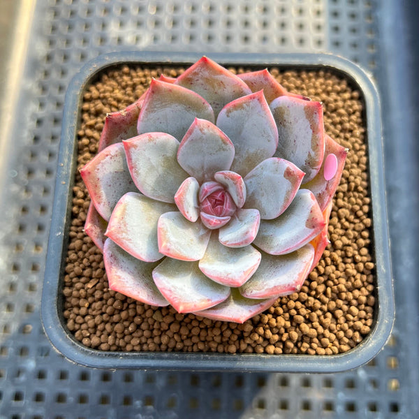 Echeveria 'Pink Touch' 2" New Hybrid Succulent Plant Cutting