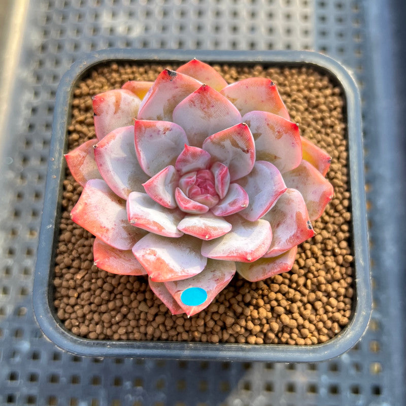 Echeveria 'Pink Touch' 2" New Hybrid Succulent Plant Cutting