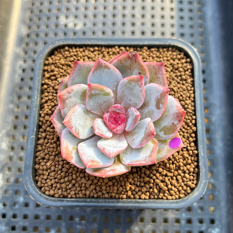 Echeveria 'Pink Touch' 2" New Hybrid Succulent Plant Cutting