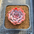 Echeveria 'Pink Touch' 2" New Hybrid Succulent Plant Cutting