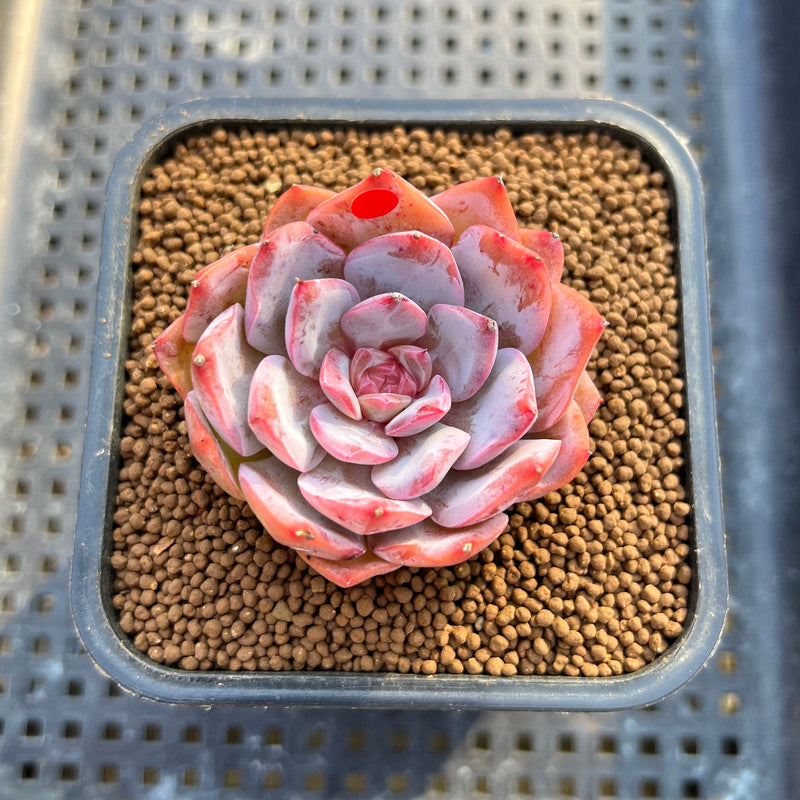 Echeveria 'Pink Touch' 2" New Hybrid Succulent Plant Cutting