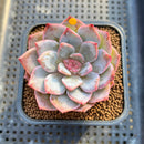 Echeveria 'Pink Touch' 2" New Hybrid Succulent Plant Cutting