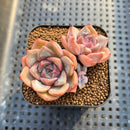 Echeveria 'Pings' 2" Succulent Plant Cutting