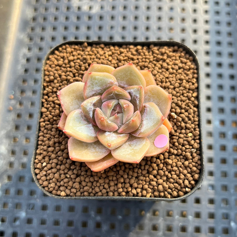 Echeveria 'Pings' 2" Succulent Plant Cutting