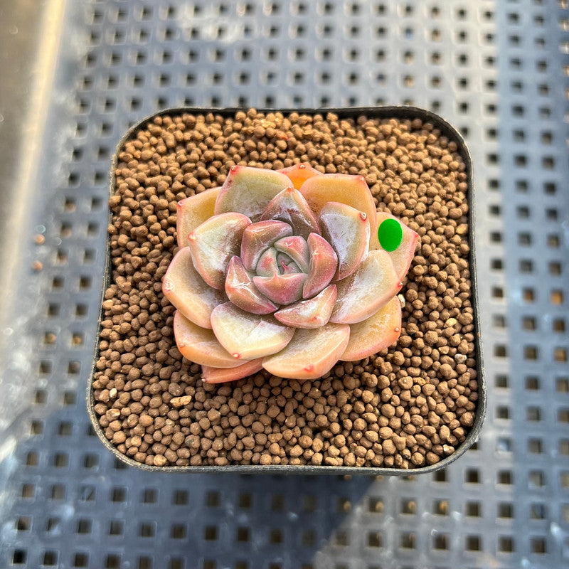 Echeveria 'Pings' 2" Succulent Plant Cutting