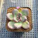 Echeveria 'Mirabelle' 2" New Hybrid Succulent Plant Cutting