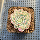 Echeveria 'Minima' Variegated 2" Succulent Plant Cutting